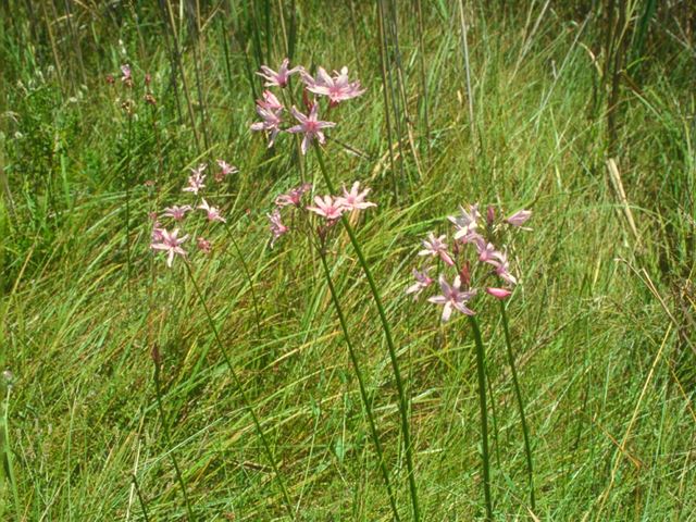Nerine platypetala CK (2) Wakkerstroom endemic   Very hardy   Deciduous bulbous plant   pink flowers on long stem   Attracts insects   semi aquatic   ponds   perennial marshes